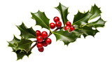 holly leaves and berries isolated on a white background with clipping path