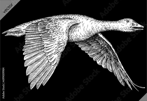 Vintage engraving isolated duck set illustration goose ink sketch. Farm bird background silhouette geese art. Black and white hand drawn vector image