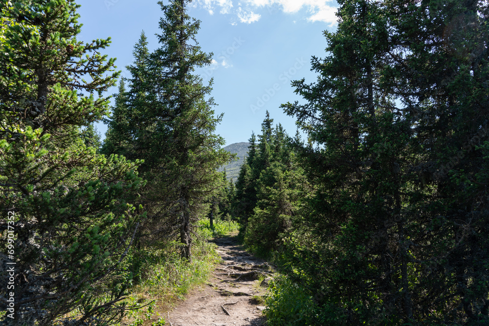 Beautiful landscape in the mountains. Protected area in the forest. Summer walk in the forest to the mountains. Beautiful landscape in the mountains. Protected area in the forest. Summer walk in the forest to the mountains.