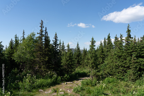 Beautiful landscape in the mountains. Protected area in the forest. Summer walk in the forest to the mountains.