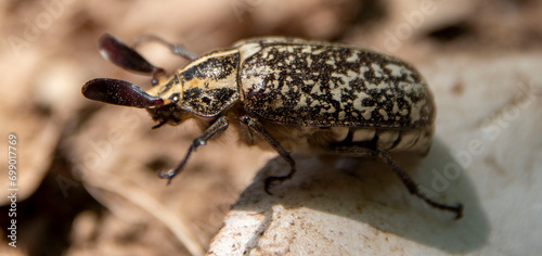 close up of a beetle