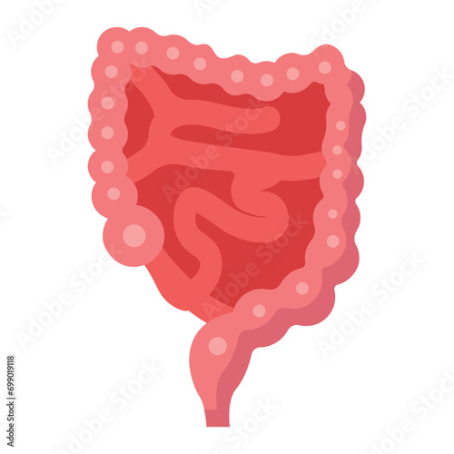  The winding pathway of digestion, absorbing nutrients from food.