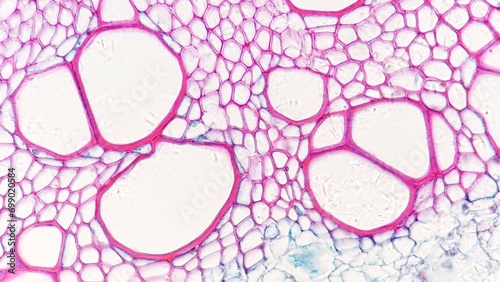 Tableau sur toile Xylem tissue of sunflower (Helianthus sp) root