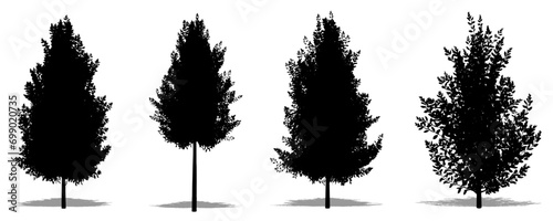 Set or collection of Eagleston Savannah Holly trees as a black silhouette on white background. Concept or conceptual vector for nature  planet  ecology and conservation  strength  endurance  beauty