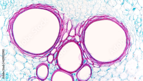 Close up photo of Cucurbita sp stem xylem tissue. Dicot stem cross section. Selective focus photo