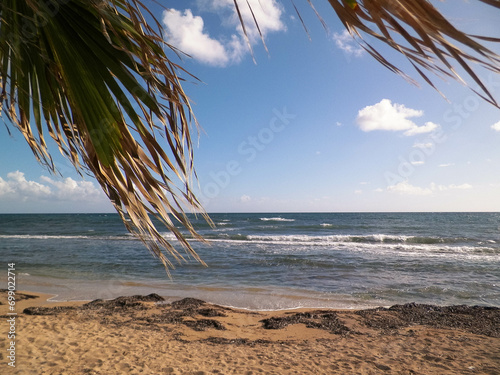 Beach and palms on Mediterranean Sea coast. Cyprus photo