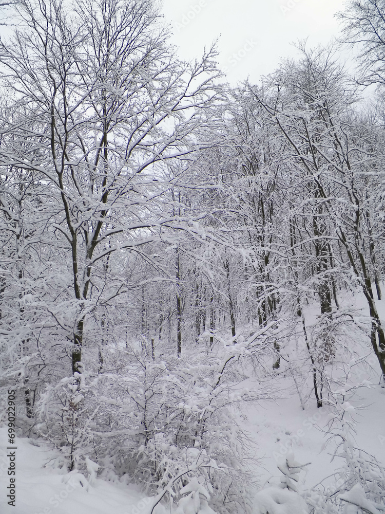 Winter forest in Wiezyca, Kashubia, northern Poland Winter forest in Wiezyca, Kashubia, northern Poland