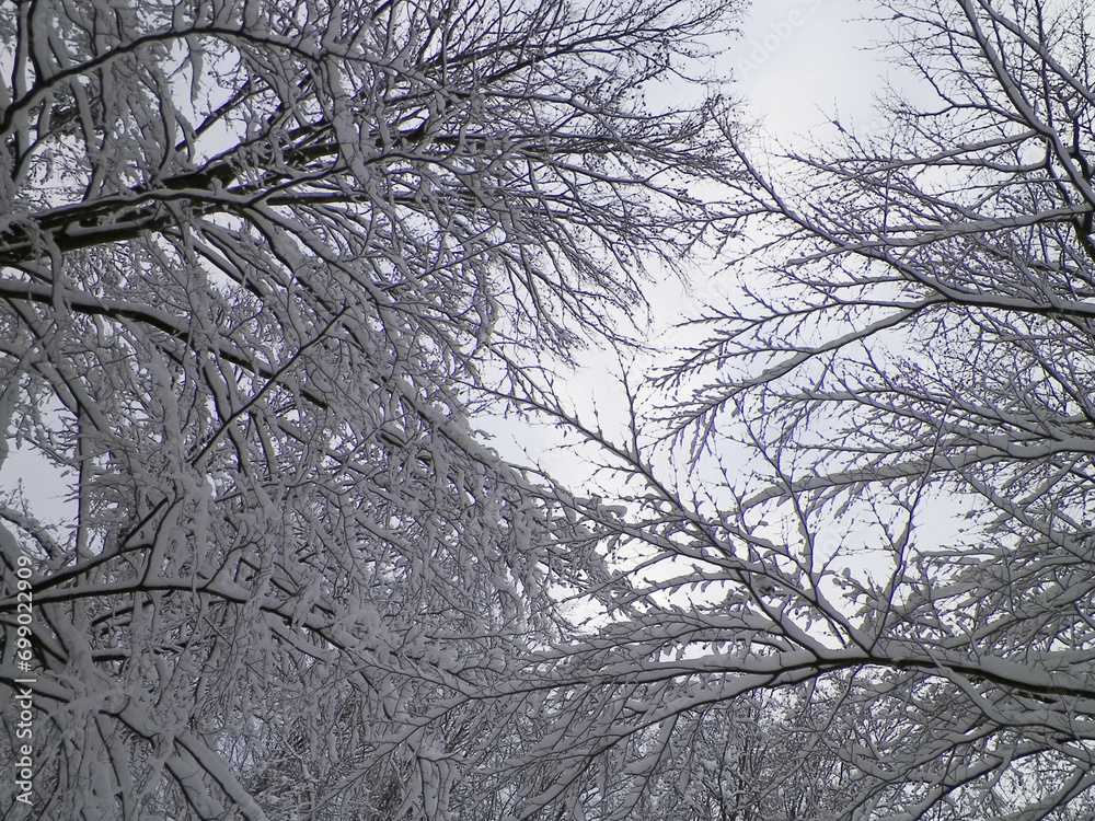 Branches covered with snow as natural background.