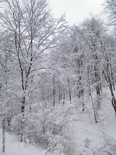 Winter forest in Wiezyca, Kashubia, northern Poland