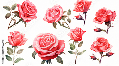 Valentines Roses Watercolor Clipart © Fauzia
