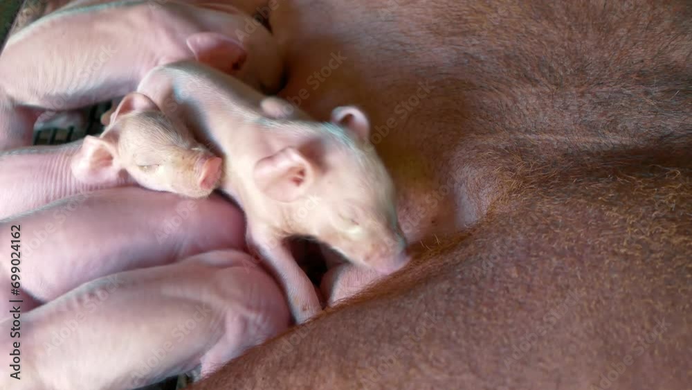 Close-up of Many newborn piglet is sucking milk from a mother pig ,4k,livestock Close-up of Many newborn piglet is sucking milk from a mother pig ,4k,livestock