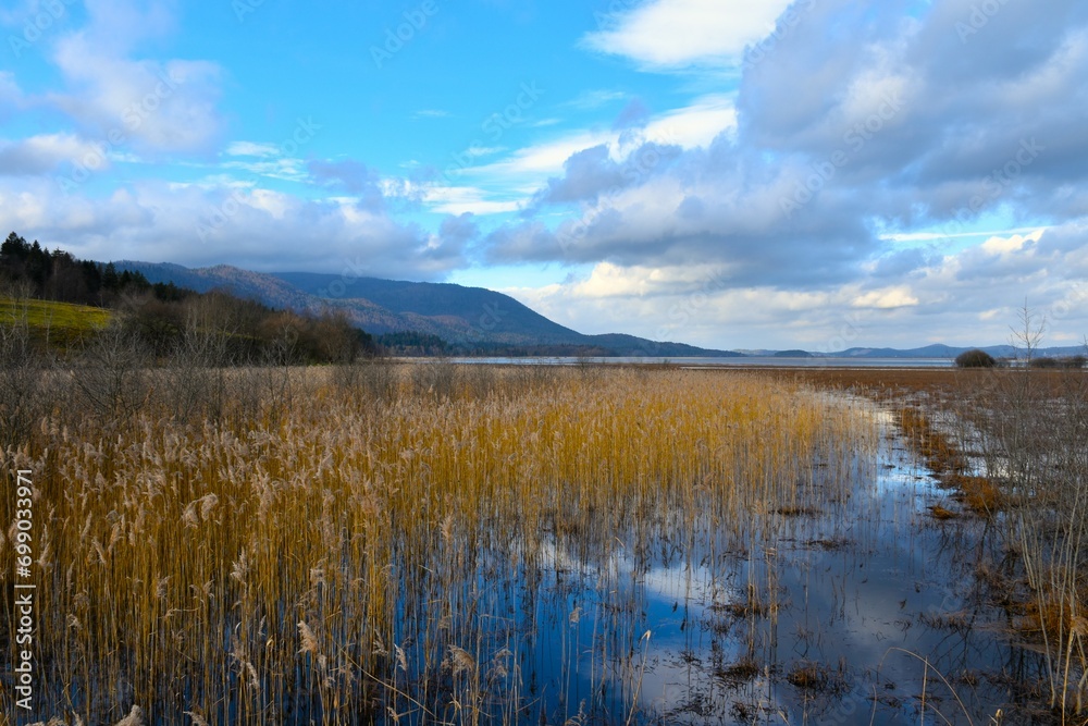 Common reed (Phragmites australis) at Cerkniško jezero lake and Jovorniki mountains in Notranjska, Slovenia Common reed (Phragmites australis) at Cerkniško jezero lake and Jovorniki mountains in Notranjska, Slovenia