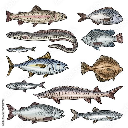 Whole fresh different types fish. Vector engraving vintage