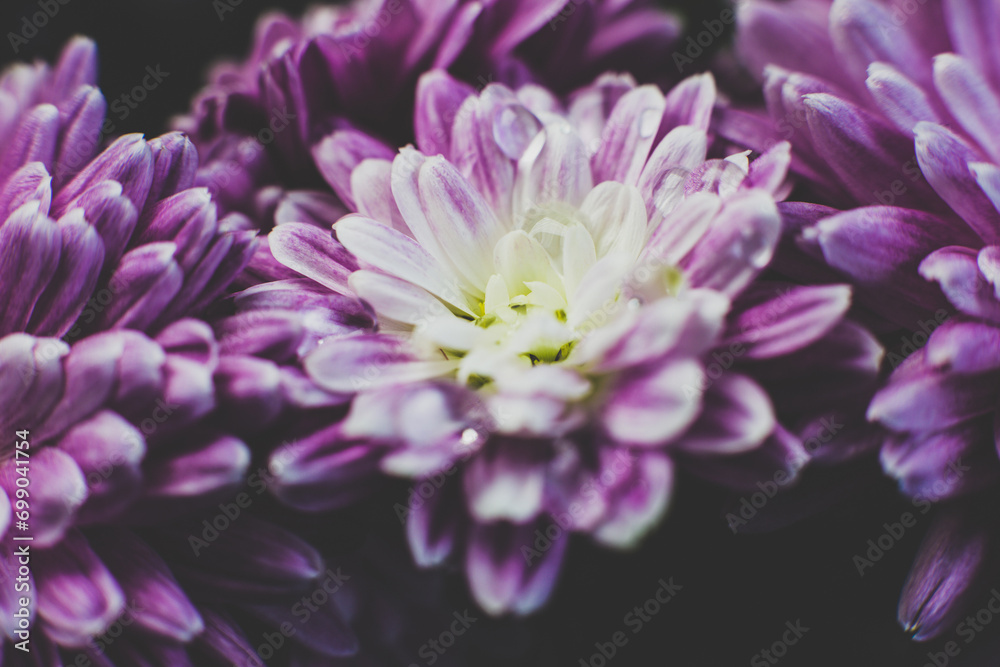 Pink chrysanthemum and dew drops Pink chrysanthemum and dew drops