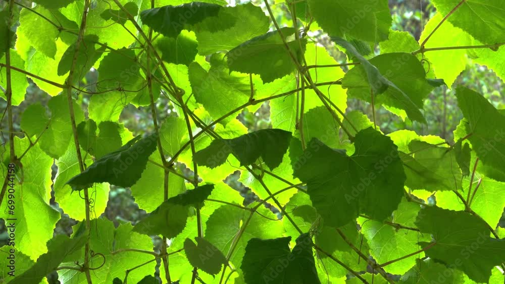 Vidéo Stock Fresh green grape leaves basking in sunlight, showcasing ...