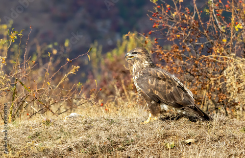 Common Buzzard in autumn mountain