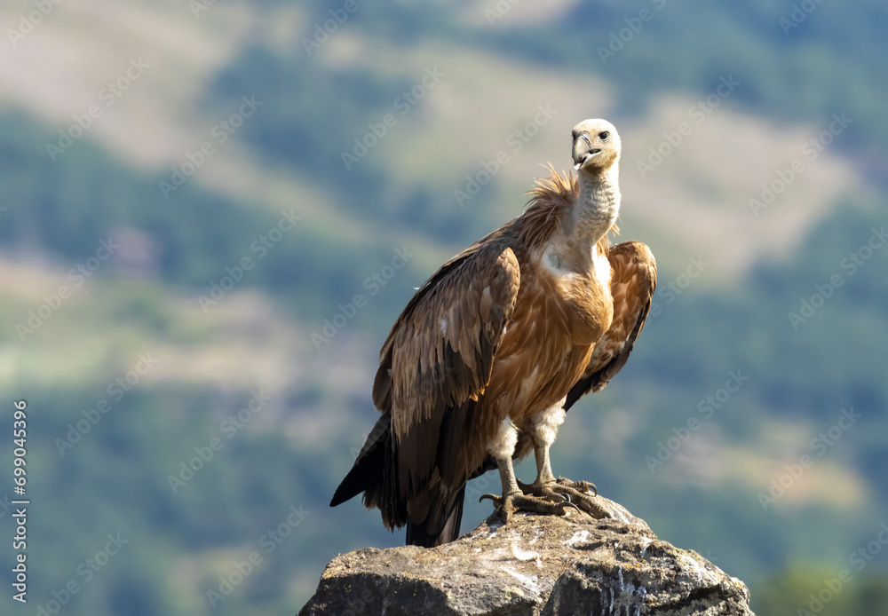 Fototapeta premium Griffon Vulture (Gyps fulvus) on feeding station