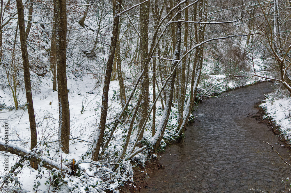 Natural forest landscape covered with snow during cold winter day.