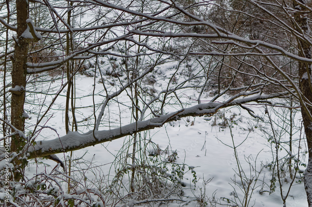 Natural forest landscape covered with snow during cold winter day.