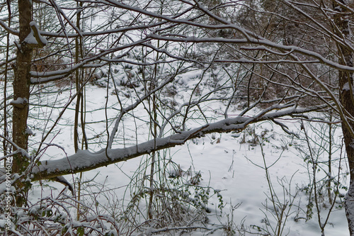Obraz na płótnie Natural forest landscape covered with snow during cold winter day. w salonie