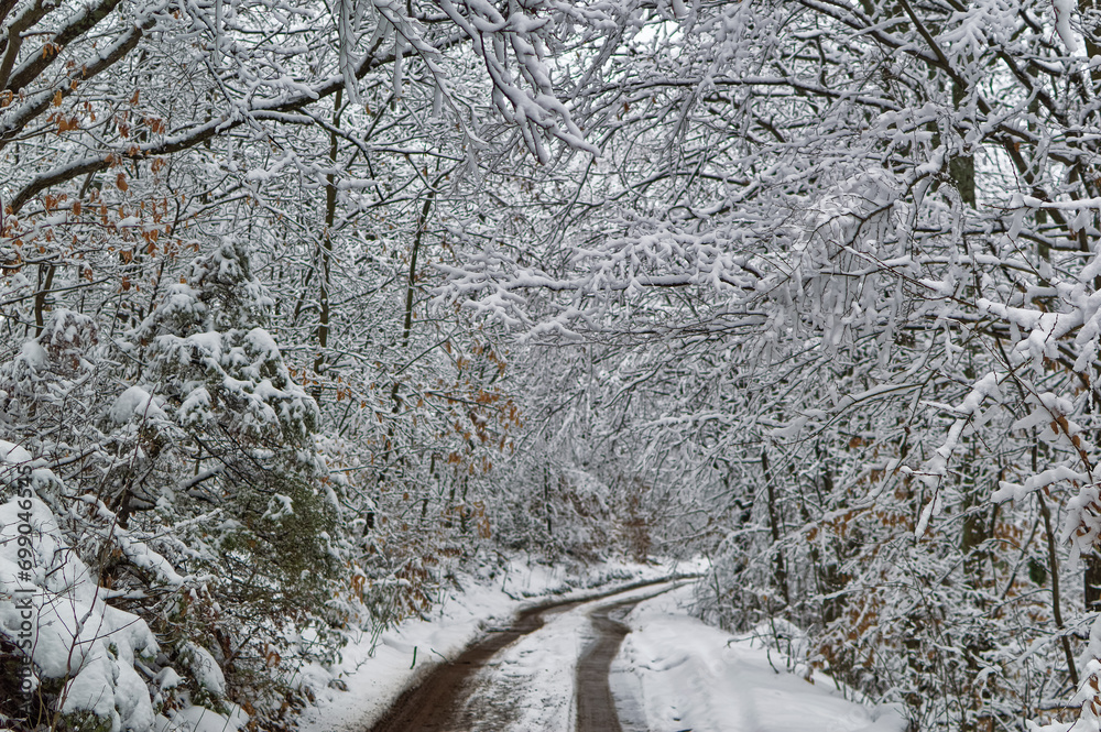 Natural forest landscape covered with snow during cold winter day.