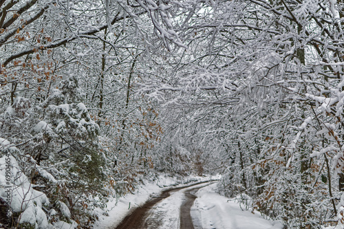 Natural forest landscape covered with snow during cold winter day.