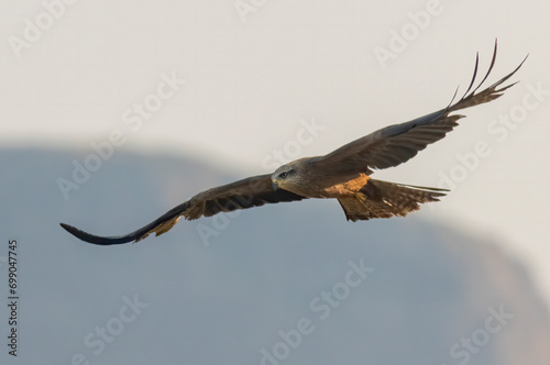 Black Kite in natural habitat