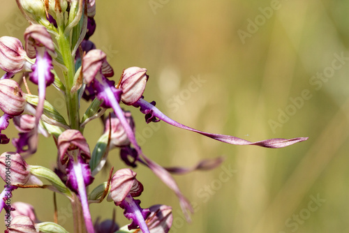 Lizard Orchid (Himantoglossum jankae) in natural habitat photo