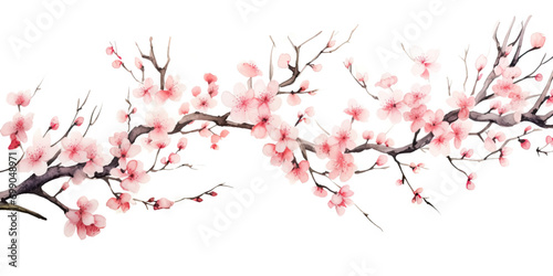 Ink painting cherry blossom in white background