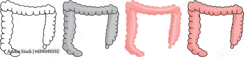 human anatomy. Large Intestine icon with 4 different styles.