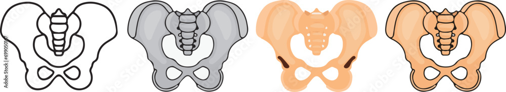 human anatomy. Pelvis icon with 4 different styles. - obrazy, fototapety, plakaty 