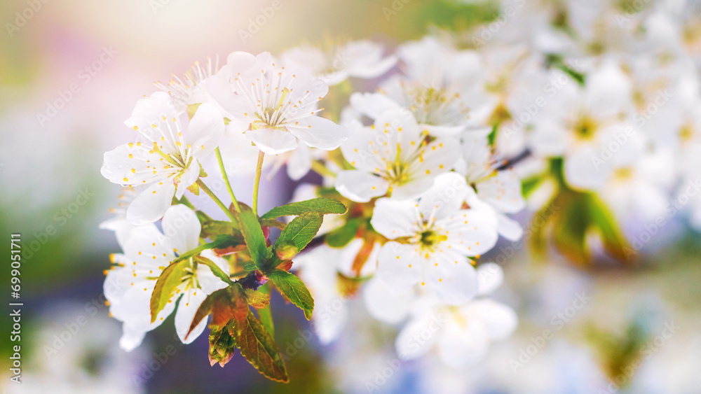 Cherry blossoms. White cherry flowers with dew drops on blurred background Cherry blossoms. White cherry flowers with dew drops on blurred background