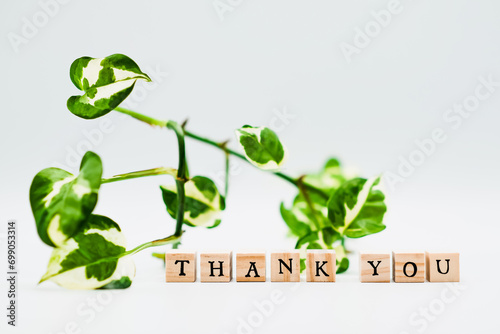 A ‘Thank you’ message formed through wooden letter cubes with a green Ivy plant as background