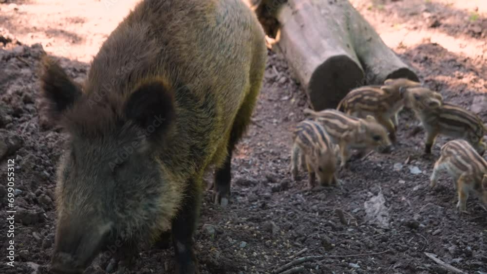 A group of wild boar baby piglets playing in mud with the mother close up A group of wild boar baby piglets playing in mud with the mother close up