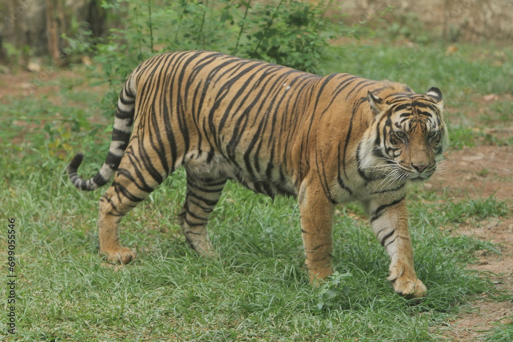 Sumatran tigers walk around in their territory Sumatran tigers walk around in their territory