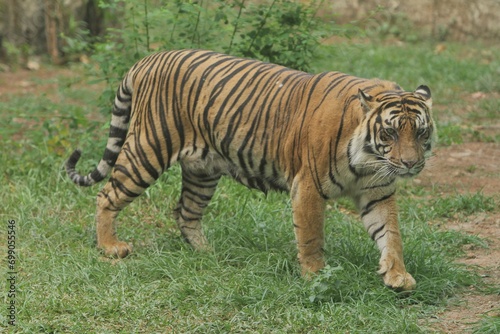 Sumatran tigers walk around in their territory