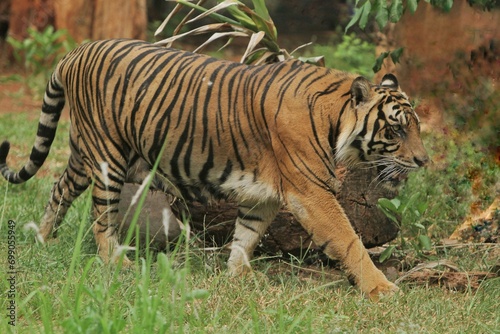 Sumatran tigers walk around in their territory