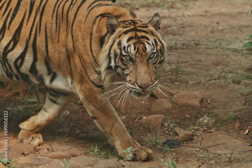 Sumatran tiger walking while watching the surroundings