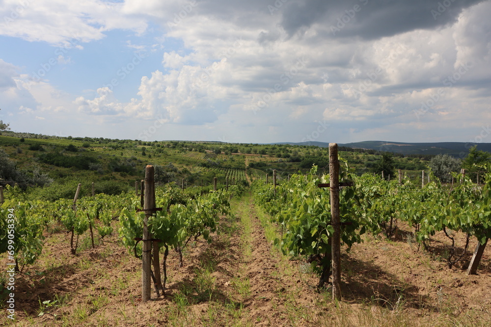 Straight rows of vineyard on farm against cloudy sky background and horizon of green fields