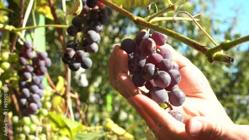 Male farmer picking red wine grapes during harvest season on a warm sunny day in autumn. 
Detail closeup shot of  his hands and branch examining  the fruits with
green grapes in the background  photo