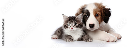 Lying puppy and kitten on a white background