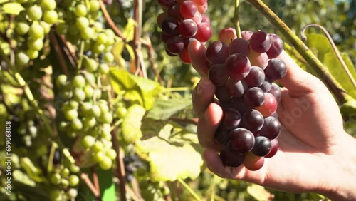 Male farmer picking red wine grapes during harvest season on a warm sunny day in autumn. 
Detail closeup shot of  his hands and branch examining  the fruits with
green grapes in the background 