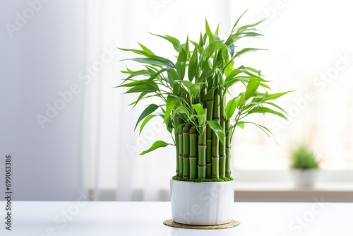 Very beautiful New year Lucky Bamboo in a vase on the table, white background © JetHuynh
