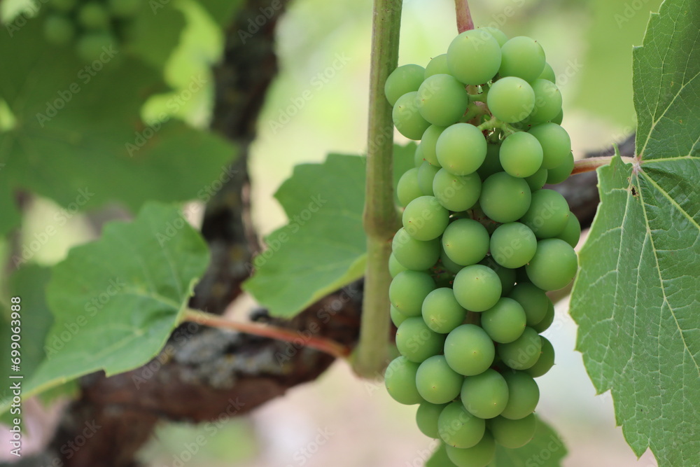 Green unripe bunches of grapes hanging on branches, vine, bush, grape bush in summer under the sun Green unripe bunches of grapes hanging on branches, vine, bush, grape bush in summer under the sun