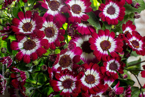 Bouquet of red small chrysanthemums