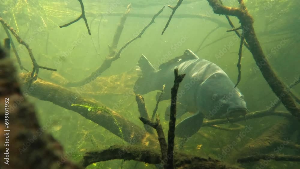 A carp emerges from the branches for a face-to-face encounter with the camera. Check the gallery for similar footages.