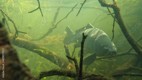 A carp emerges from the branches for a face-to-face encounter with the camera. Check the gallery for similar footages.