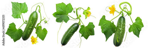 photo green cucumber with leaves and flower isolated on white photo