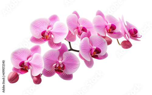 Stylish and Delicate Orchid Flower on a Clean Canvas on a White or Clear Surface PNG Transparent Background.