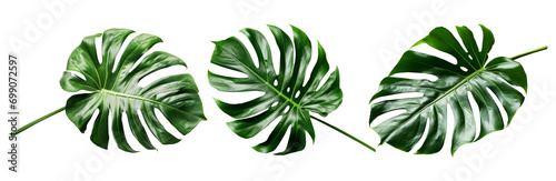 photo monstera obliqua leaf isolated on white background top view photo